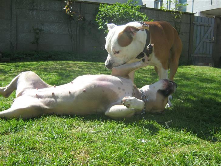 Amerikansk staffordshire terrier Boss - Min mor og jeg .. billede 2