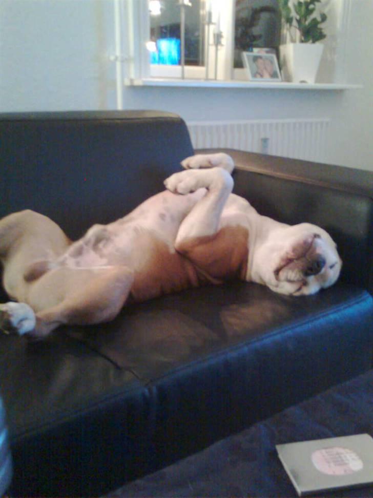 Amerikansk staffordshire terrier Boss - Der er så trygt hjemme ved mor og far ..  billede 4