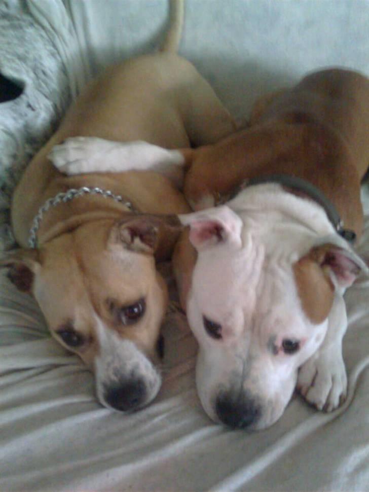 Amerikansk staffordshire terrier Boss - Jeg elsker dig mor .. <3 billede 5