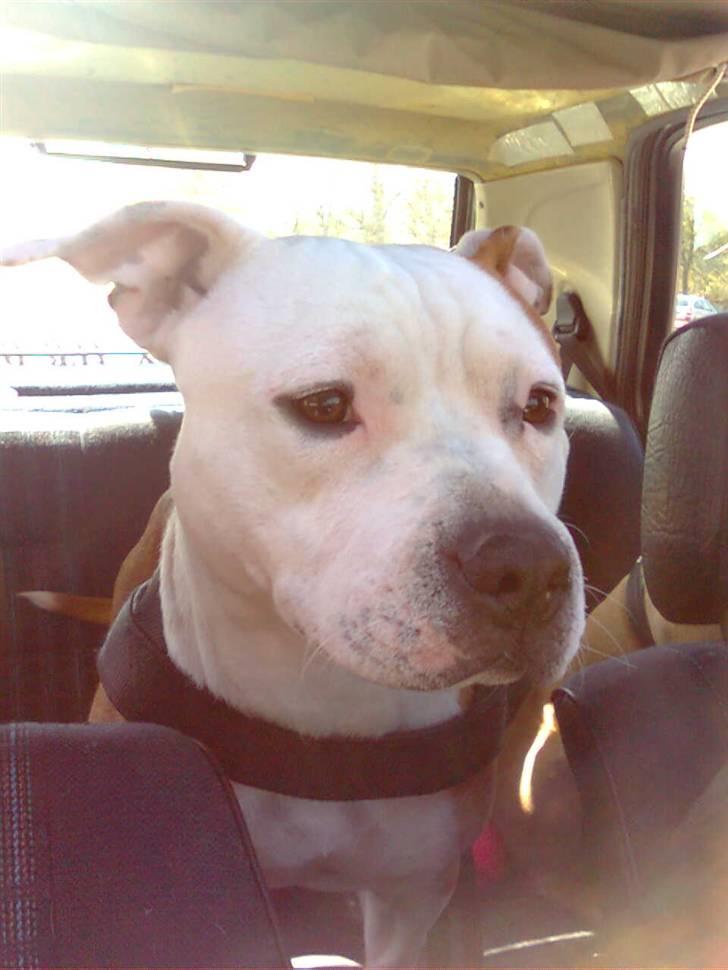 Amerikansk staffordshire terrier Boss - Lige med mor ude at kører :) billede 6