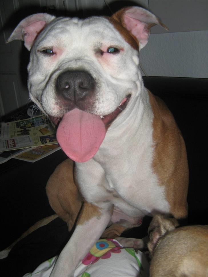 Amerikansk staffordshire terrier Boss - Er en glad hund ! :) billede 7
