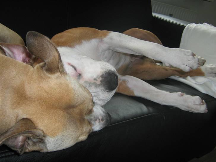 Amerikansk staffordshire terrier Boss - Putter med min mor ... billede 8