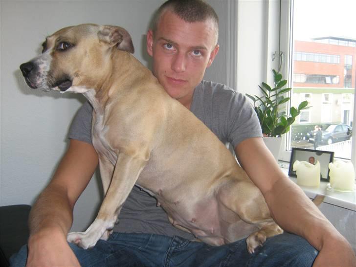 Amerikansk staffordshire terrier Boss - Min mor og min far .. billede 9