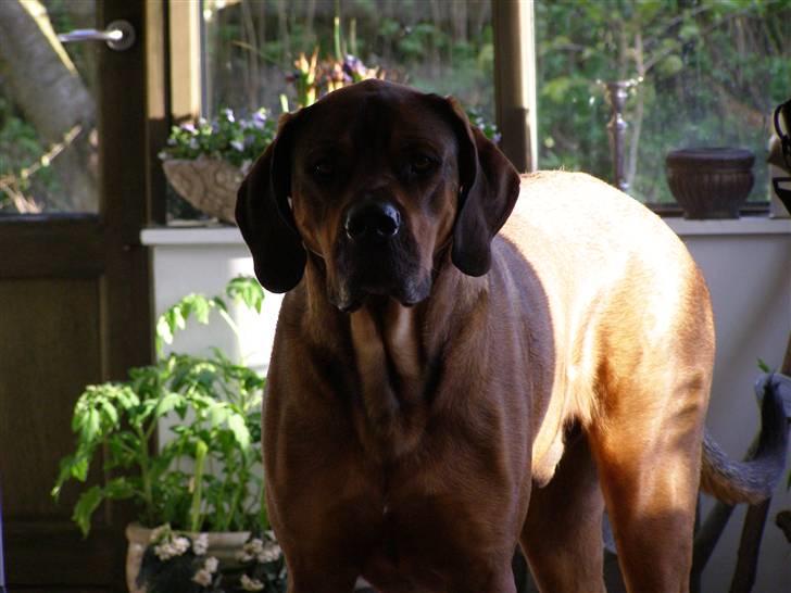 Blanding af racer Julle Cæsar - Hun siger nok lige om lidt vi skal i hundeskoven -så vil jeg se klar ud! billede 13