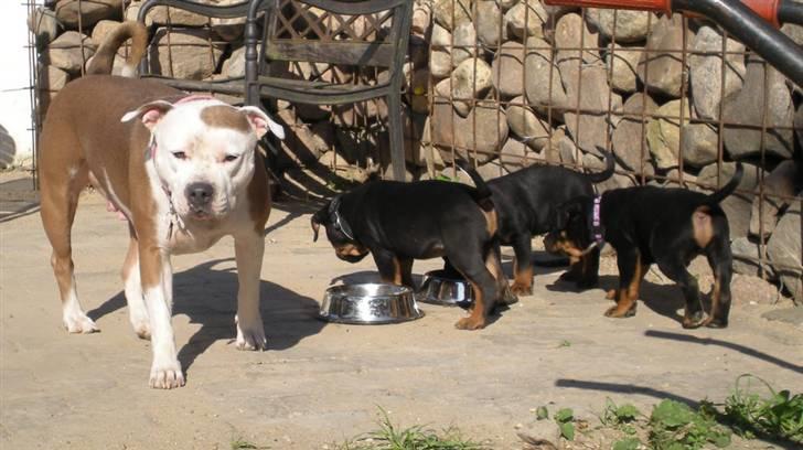 Amerikansk staffordshire terrier PIXIE billede 20