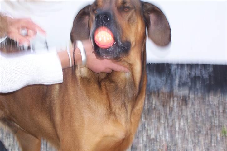 Blanding af racer Julle Cæsar - Jeg er frisk til leg ... uanset hvad de finder på vi skal lege med! -lige nu er det altså en bold, men jeg er frisk som sagt! billede 14