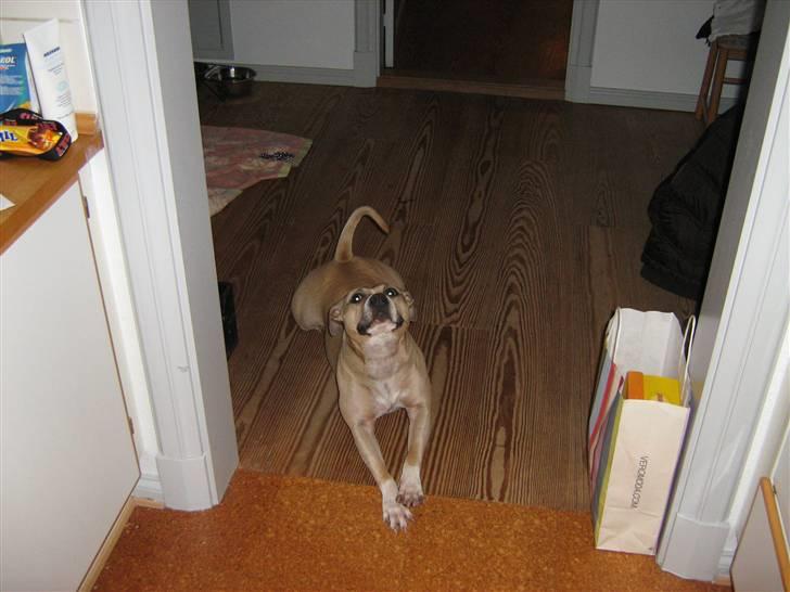 Amerikansk staffordshire terrier Hera billede 6