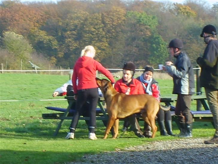Blanding af racer Julle Cæsar - Ja jeg venter jo kun på de får stoppet kiksenei munden så jeg kan hente dem: -Uhm jeg elsker de ridehold her! billede 15