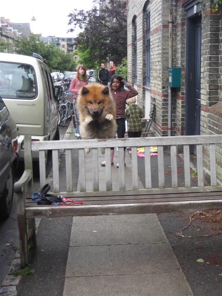 Eurasier Louis - Louis springer højt! Og han kan sagtens højere (´:<3 billede 9