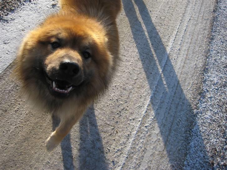 Eurasier Louis - Nuttet!!<3 billede 10