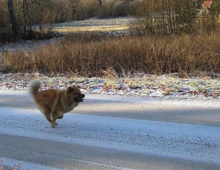 Eurasier Louis - Vinter 08, louis løber Huurtigt"<3 billede 11