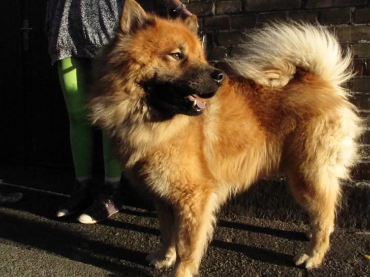 Eurasier Louis - elsker det hed billede! louis i solnedgangen (´: med mig bagved x) billede 12