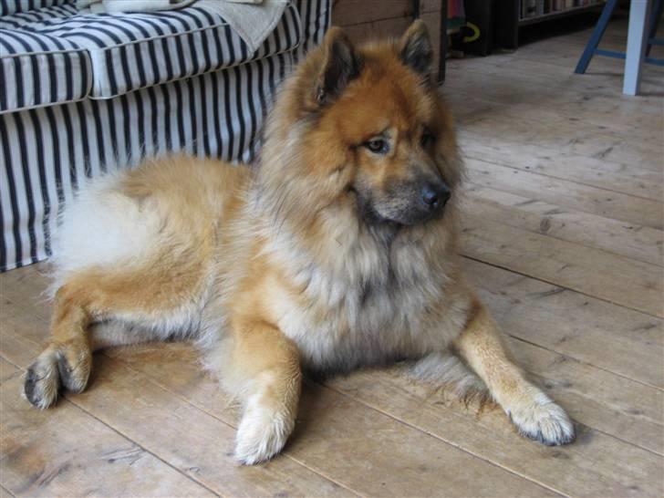 Eurasier Louis - Ligger hjemme i stuen, .<3 Der var vidst en underlig lyd xD billede 13
