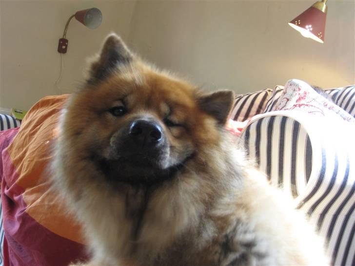 Eurasier Louis - Hahaha uskarpt men så sjovt billede af Musen der klør sig xD billede 14