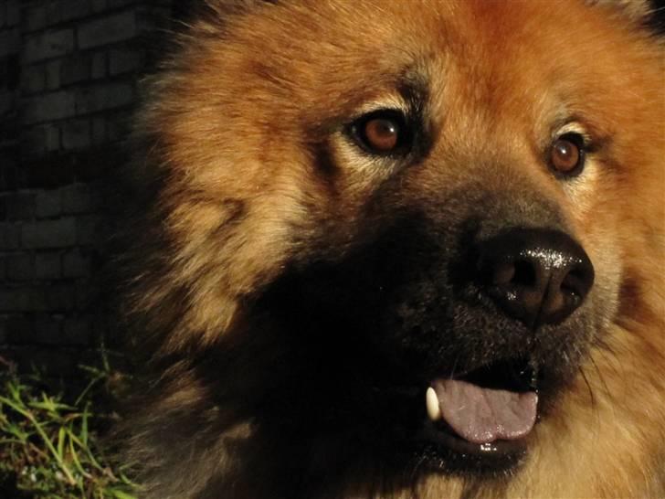 Eurasier Louis - SÅÅ dejligt billede af hans smukke og nuttede ansigt med dejligt udtryk..foto: emilie (:<3 billede 15