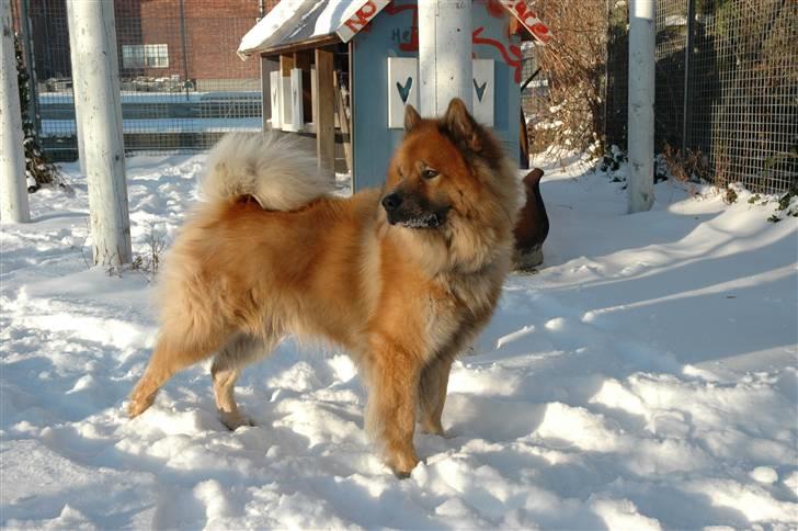 Eurasier Louis - smukke louis i sneen (; . januar 2010. billede 16