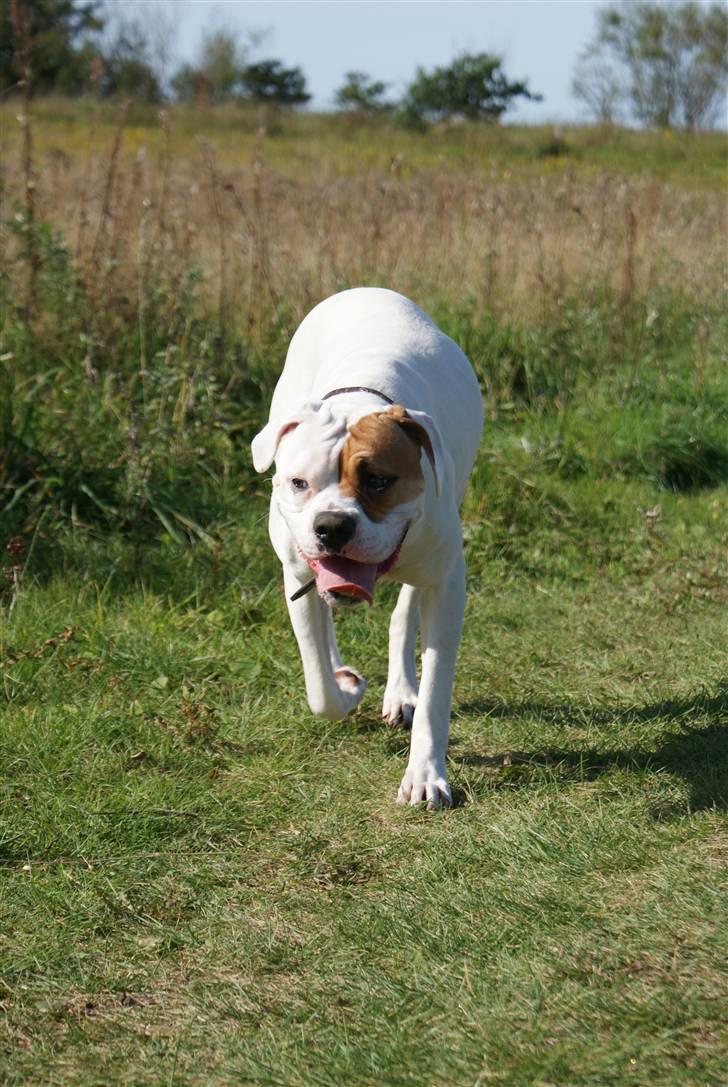 Amerikansk bulldog Dora billede 15