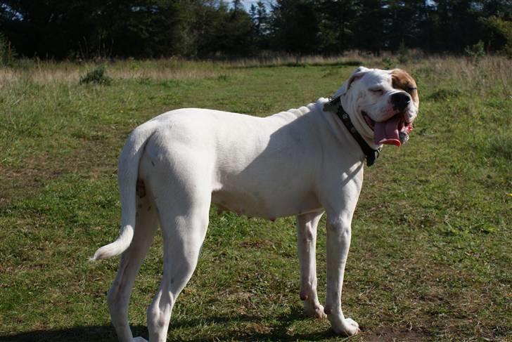 Amerikansk bulldog Dora billede 16