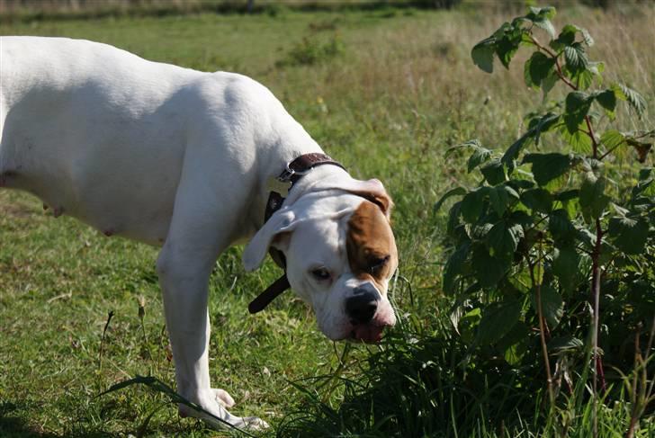 Amerikansk bulldog Dora billede 17