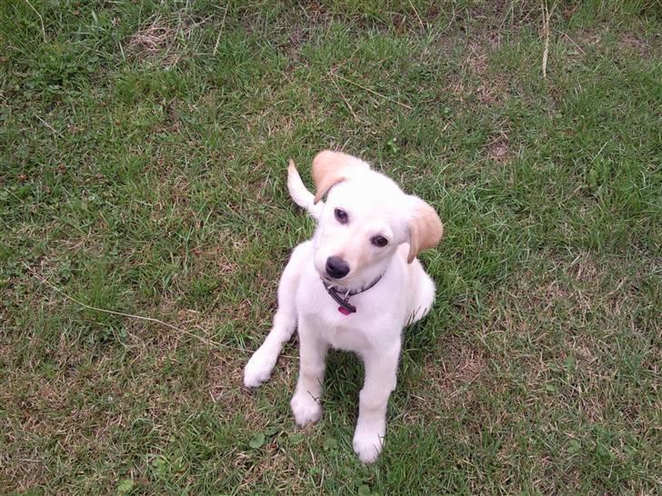 Blanding af racer Tea - Velkommen til Teas profil. billede 1