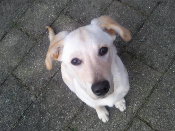 Blanding af racer Tea - Haløj.. har du noget til mig.. jeg sidder så fint :D billede 2