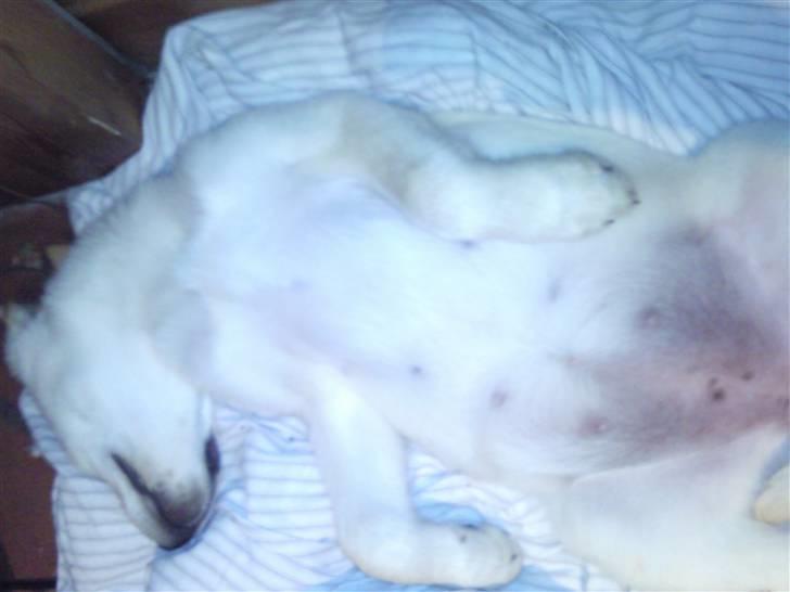 Blanding af racer Tea - Zzzzz billede 3