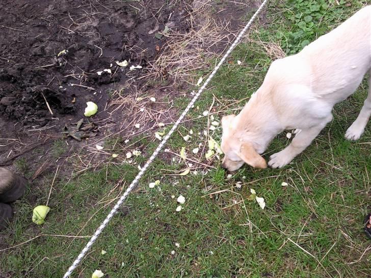 Blanding af racer Tea - Æble rester fra hesten. Det er bare mums. billede 4