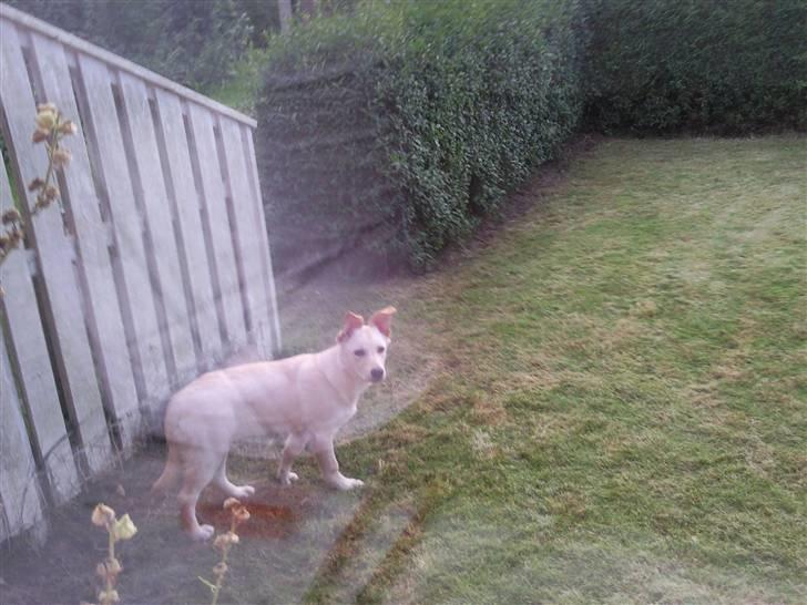 Blanding af racer Tea - Hov nogen der opdager jeg laver ballade? billede 5