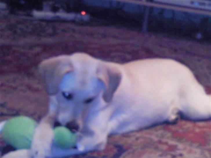 Blanding af racer Tea - Elser at lege med bamser. billede 6