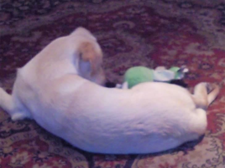 Blanding af racer Tea billede 7