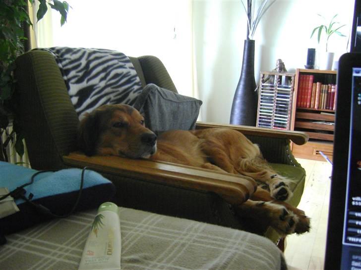 Blanding af racer Sille aka Sillemusen*RIP* - Silles stol.. billede 2