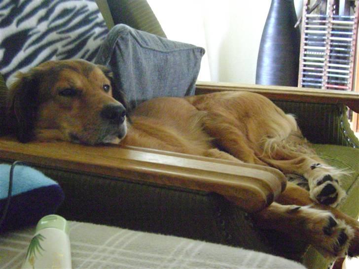 Blanding af racer Sille aka Sillemusen*RIP* - Silles GODE stol... billede 3