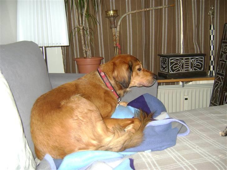 Blanding af racer Sille aka Sillemusen*RIP* - Sofahygge, mums... billede 4