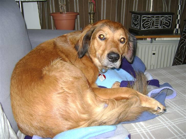 Blanding af racer Sille aka Sillemusen*RIP* - Moarrr, hold op med at tage billeder.. billede 5