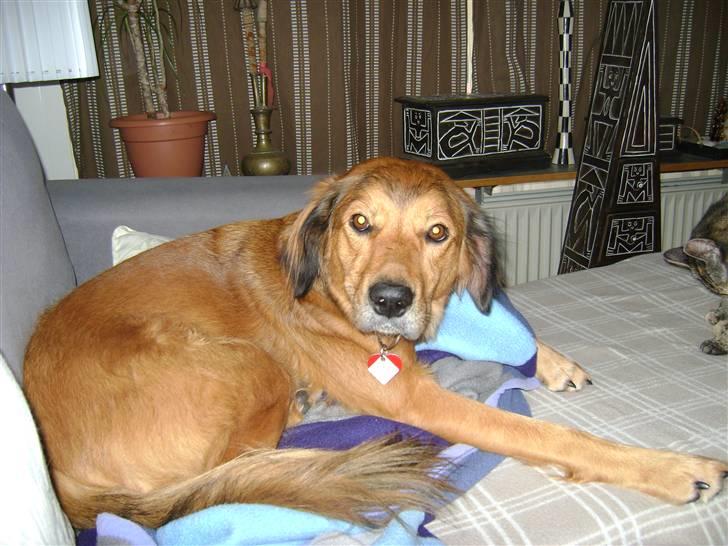 Blanding af racer Sille aka Sillemusen*RIP* - MOAR, altsårh... billede 6