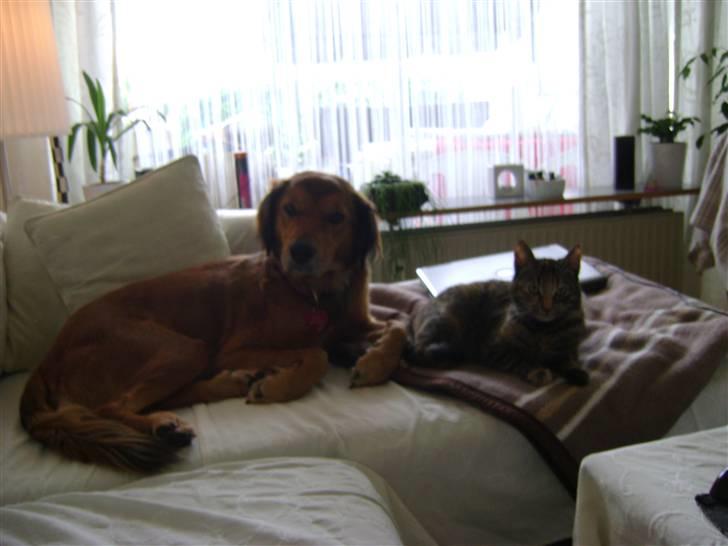 Blanding af racer Sille aka Sillemusen*RIP* - Yes, det kan vi godt det her... billede 8