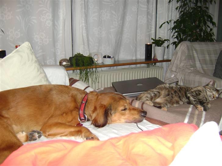 Blanding af racer Sille aka Sillemusen*RIP* - Mmmm... billede 9