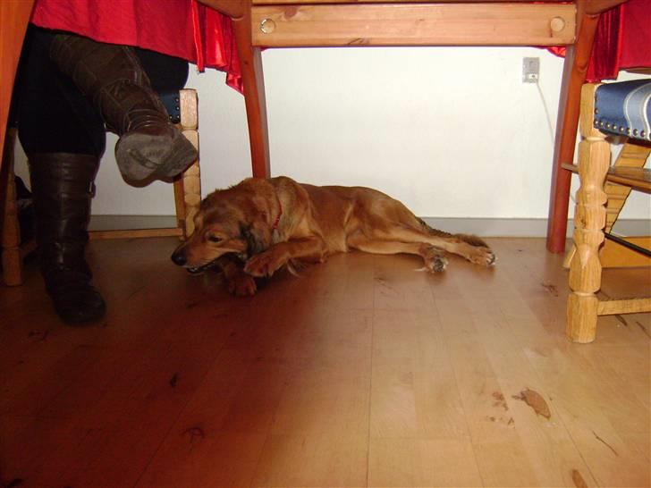 Blanding af racer Sille aka Sillemusen*RIP* - Lad mig være med mit dejlige ben... billede 10