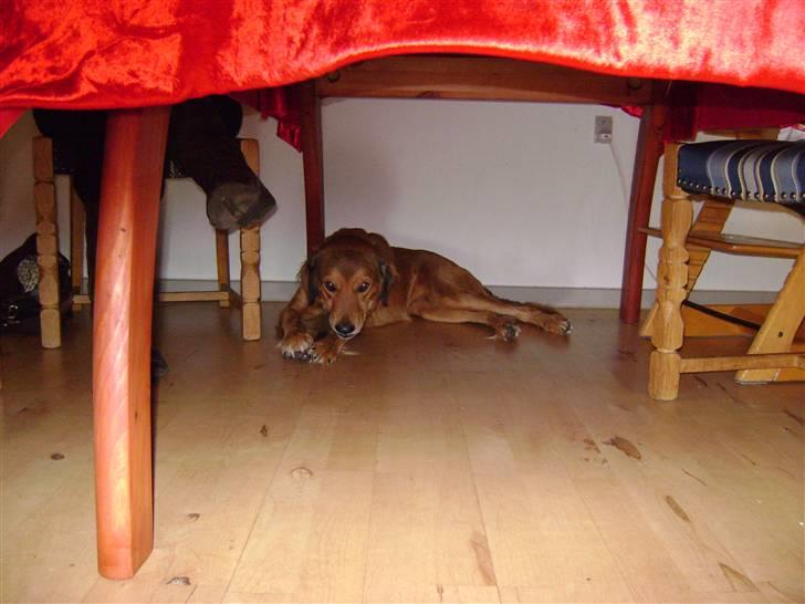 Blanding af racer Sille aka Sillemusen*RIP* - "det næste jeg tygger, er det kammera der..." billede 11