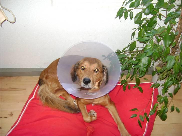 Blanding af racer Sille aka Sillemusen*RIP* - Smaaart, man kan slippe tyggebenet, men stadig bære det... billede 12