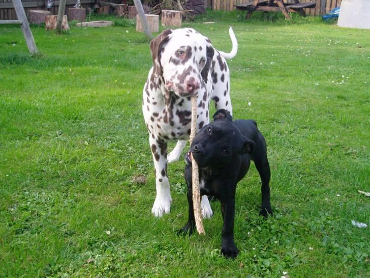 Staffordshire bull terrier Bodil - Bodil og Marco (begge 4 måneder) billede 12
