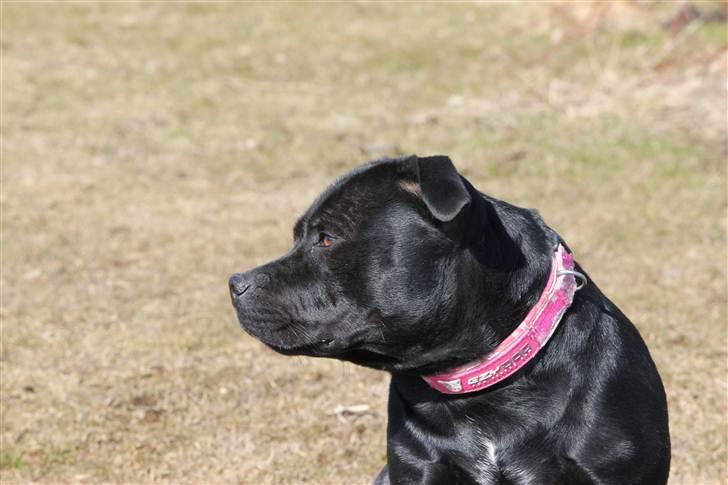 Staffordshire bull terrier Bodil - Bodil næsten 2 år. billede 13