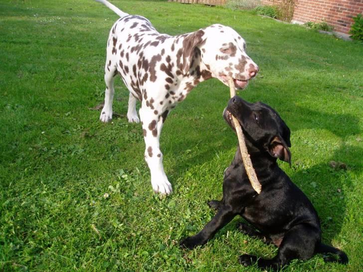 Staffordshire bull terrier Bodil - Bodil og Marco (begge 4 måneder) billede 14