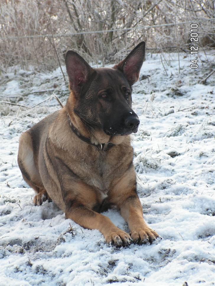 Schæferhund Kweo's Porsche - December 2010 billede 12