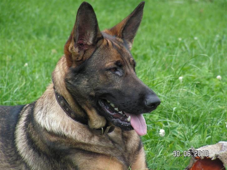 Schæferhund Kweo's Porsche - Dejlige Porsche. Sommer 2010 <3 billede 13