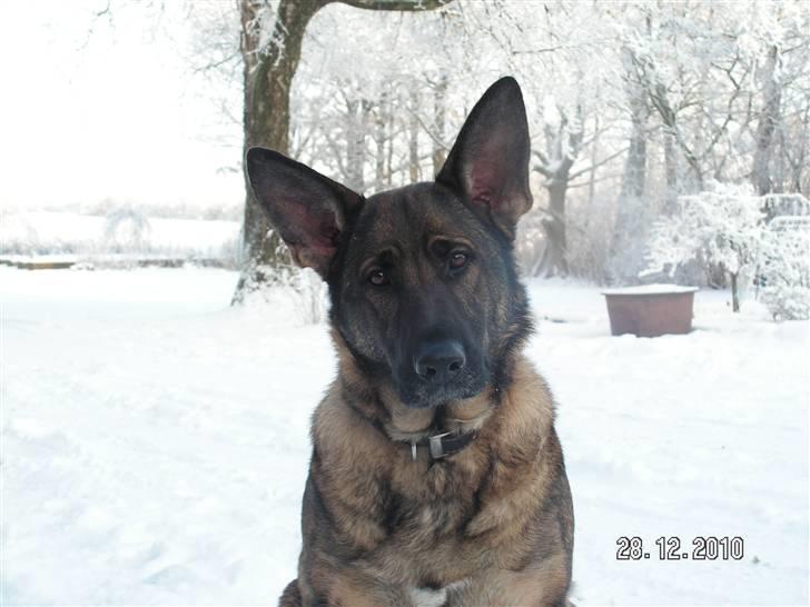 Schæferhund Kweo's Porsche - Sådan ser hun ud, når hun ikke forstår hvad man siger til hende XD billede 14