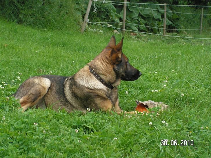 Schæferhund Kweo's Porsche - Der sker noget spændende derhenne.... Sommer 2010 :) billede 17