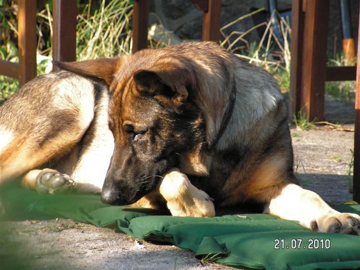 Schæferhund Kweo's Porsche - Porsche har lige fået øje på en flue XD billede 18