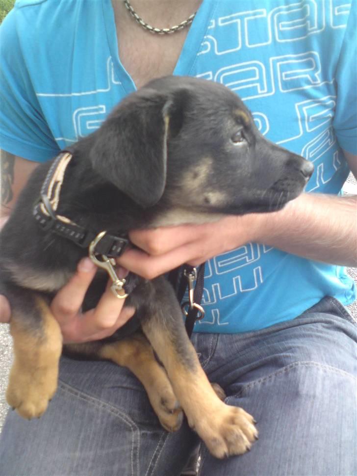 Blanding af racer Trille- solgt billede 1