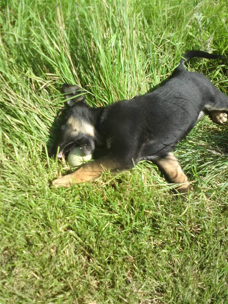 Blanding af racer Trille- solgt billede 2